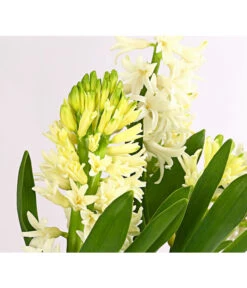 Hyazinthe, 3 Zwiebeln -Garten Und Außenbereich 8247520 PR DE 001 Hyacinthen3erWeissT12DehnerExpressHerzig