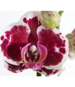 Schmetterlingsorchidee - Phalaenopsis Cultivars -Garten Und Außenbereich 8251555 PR DE 001 Phalaenopsis3TrieberSortenmixT12SchmetterlingsorchideeDehnerExpressZS