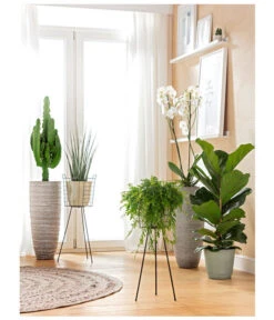 Schmetterlingsorchidee - Phalaenopsis Cultivars, Großblütig -Garten Und Außenbereich 8253023 BodentiefeFensterHungerSimmeth