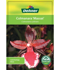 Tigerorchidee - Colmanara Cultivars 'Massai' 12 Tigerorchidee - Colmanara Cultivars 'Massai' -Garten Und Außenbereich 8256174 8256182 ColmanaraCultivars 19122016 1