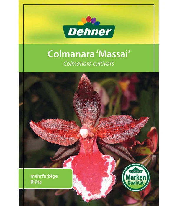 Tigerorchidee - Colmanara Cultivars 'Massai' 6 Tigerorchidee - Colmanara Cultivars 'Massai' – Bild 6
