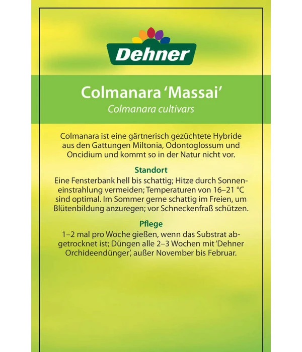 Tigerorchidee - Colmanara Cultivars 'Massai' 7 Tigerorchidee - Colmanara Cultivars 'Massai' – Bild 7