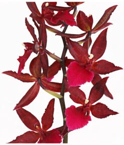 Tigerorchidee - Colmanara Cultivars 'Massai' 9 Tigerorchidee - Colmanara Cultivars 'Massai' -Garten Und Außenbereich 8256174 PR DE 002 ColmanaraMassai1TrieberT12DehnerExpressHerzig