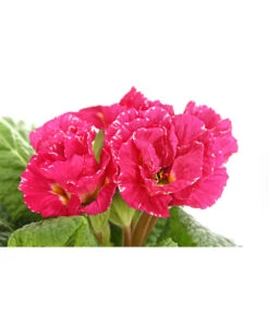 Gefüllte Primel, Verschiedene Sorten -Garten Und Außenbereich 8261356 PR DE 005 PrimelnPrimulaGefuelltT11DehnerExpressHerzig