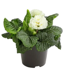 Gefüllte Primel, Verschiedene Sorten -Garten Und Außenbereich 8261356 PR FS 003 PrimelnPrimulaGefuelltT11DehnerExpressHerzig