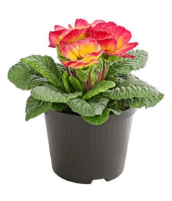 Gefüllte Primel, Verschiedene Sorten -Garten Und Außenbereich 8261356 PR FS 004 PrimelnPrimulaGefuelltT11DehnerExpressHerzig