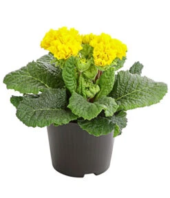 Gefüllte Primel, Verschiedene Sorten -Garten Und Außenbereich 8261356 PR FS 006 PrimelnPrimulaGefuelltT11DehnerExpressHerzig