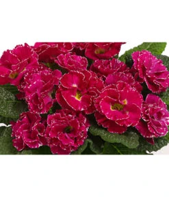 Gefüllte Primel, Verschiedene Sorten -Garten Und Außenbereich 8261356 WE DE 001 PrimulaGefuelltPrimelT10Herzig