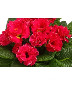 Gefüllte Primel, Verschiedene Sorten -Garten Und Außenbereich 8261356 WE DE 002 PrimulaGefuelltPrimelT10Herzig