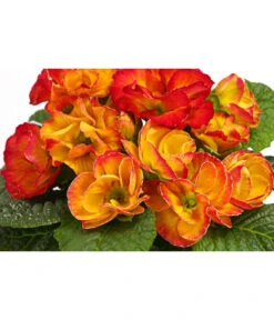 Gefüllte Primel, Verschiedene Sorten -Garten Und Außenbereich 8261356 WE DE 003 PrimulaGefuelltPrimelT10Herzig