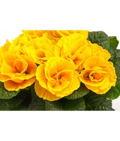 Gefüllte Primel, Verschiedene Sorten -Garten Und Außenbereich 8261356 WE DE 004 PrimulaGefuelltPrimelT10Herzig