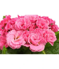 Gefüllte Primel, Verschiedene Sorten -Garten Und Außenbereich 8261356 WE DE 005 PrimulaGefuelltPrimelT10Herzig