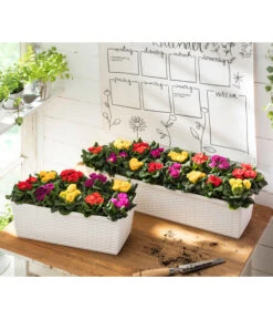 Gefüllte Primel, Verschiedene Sorten -Garten Und Außenbereich 8261356 WE MO 001 PrimulaVulgarisT10