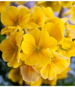 Stängelprimel, Schale -Garten Und Außenbereich 8261463 PR DE 001 JuwelPrimulaSchaleGelbDehnerWunderlichEva