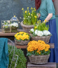 Stängelprimel, Schale -Garten Und Außenbereich 8261463 WE MO 001 FruehlingsHighlights