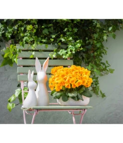 Stängelprimel, Schale -Garten Und Außenbereich 8261463 WE MO 001 PrimelPrimulaSchaleGelb Hase