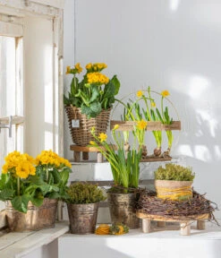 Stängelprimel, Schale -Garten Und Außenbereich 8261463 WE MO 001 PrimulaStaengelprimel