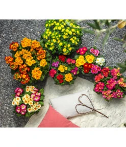 Gefüllte Primel, Verschiedene Sorten -Garten Und Außenbereich 8261489 WE MO 001 PrimelnPrumulaVulgarisPrimelschaleRotGelbStaengelprimel