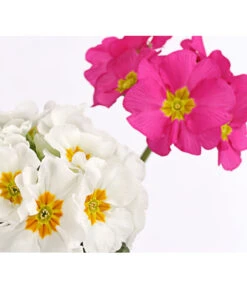 Stängelprimel-Duo, Verschiedene Farben -Garten Und Außenbereich 8261802 PR DE 002 PrimulaStaengelprimelTwinT12DehnerHerzig