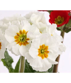 Stängelprimel-Duo, Verschiedene Farben -Garten Und Außenbereich 8261802 PR DE 004 PrimulaStaengelprimelTwinT12DehnerHerzig