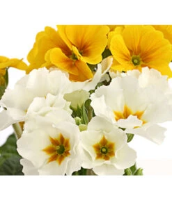 Stängelprimel-Duo, Verschiedene Farben -Garten Und Außenbereich 8261802 PR DE 005 PrimulaStaengelprimelTwinT12DehnerHerzig