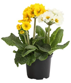 Stängelprimel-Duo, Verschiedene Farben -Garten Und Außenbereich 8261802 WE FS 001 PrimulaStaengelprimelTwinT12