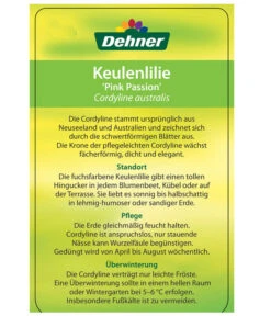 Keulenlilie 'Pink Passion' -Garten Und Außenbereich 8261828 CorylinePinkPassionEtikett2