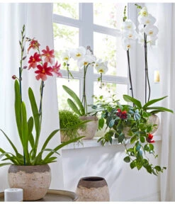 Schmetterlingsorchidee - Phalaenopsis Cultivars, Großblütig -Garten Und Außenbereich 8263832 8250193 8203242 8253023 PR MO 001 OrchideenGC18