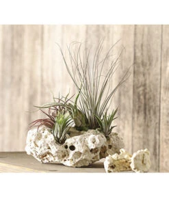Tillandsien-Arrangement Auf Sansibar Rock - Tillandsia Hybride, 5-teilig -Garten Und Außenbereich 8270316 WE MO 001 TIllandsienAufSansibarRockXXL5PflanzenDehnerExpressHerzig