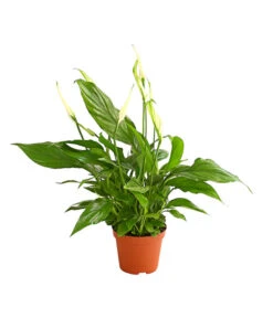 Air So Pure® Midi Einblatt - Spathiphyllum Wallisii