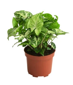 Purpurtute - Syngonium Podophyllum 'Arrowhead'