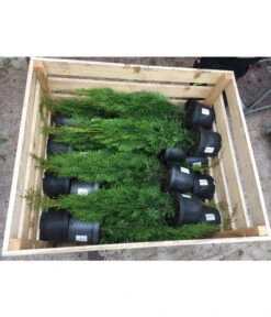 31 Meter Lebensbaum 'Smaragd', 125 X Ca. 40-60 Cm -Garten Und Außenbereich 8295149 WE FS 001 ThujaPalette3Liter