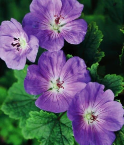 Storchschnabel 'Rozanne®' -Garten Und Außenbereich 8361115 WE FS 005 StorchschnabelRozanneGeraniumRozanne