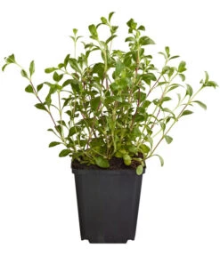 Rotes Teppich-Seifenkraut