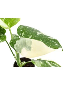 Fensterblatt - Monstera Deliciosa 'Thai Constellation', Panaschiert -Garten Und Außenbereich 8402034 WE DE 001 MonsteraThaiConstellationT6