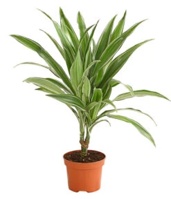 Drachenbaum - Dracaena Deremensis, Verschiedene Sorten -Garten Und Außenbereich 8408809 WE FS 002 DrachenbaumDracaenaDeremesisMixT12DehnerExpressHerzig