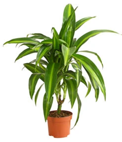 Drachenbaum - Dracaena Deremensis, Verschiedene Sorten -Garten Und Außenbereich 8408809 WE FS 003 DrachenbaumDracaenaDeremesisMixT12DehnerExpressHerzig
