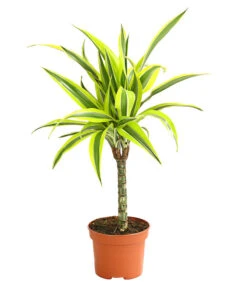 Drachenbaum - Dracaena Deremensis, Verschiedene Sorten -Garten Und Außenbereich 8408809 WE FS 004 DrachenbaumDracaenaDeremesisMixT12DehnerExpressHerzig