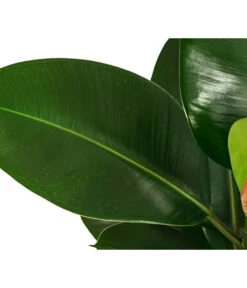 Gummibaum - Ficus Elastica 'Robusta', Hydrokultur -Garten Und Außenbereich 8416885 WE DE 002 FicusElasticaRobustaHydroT18 19Gummibaum