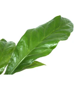 Blattanthurie - Anthurium Ellipticum 'Jungle King', Hydrokultur -Garten Und Außenbereich 8425381 WE DE 001 AnthuriumJunglebush1519H50