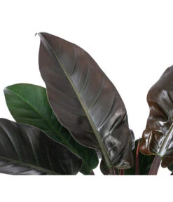 Baumfreund - Philodendron 'Imperial Red', Hydrokultur -Garten Und Außenbereich 8425696 WE DE 001 PHILODENDRONIMPERIALRED