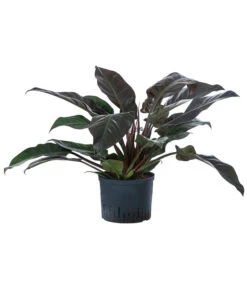 Baumfreund - Philodendron 'Imperial Red', Hydrokultur