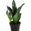 Bogenhanf - Sansevieria Trifasciata 'Grey Stripe'