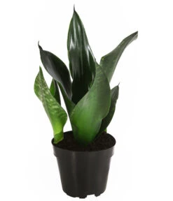 Bogenhanf - Sansevieria Trifasciata 'Grey Stripe'