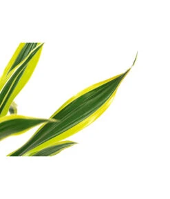 Drachenbaum - Dracaena Fragrans 'Lemon Lime' -Garten Und Außenbereich 8500175 WE DE 001 DracaenaLemonLimeT17