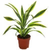 Drachenbaum - Dracaena Fragrans 'Lemon Lime'