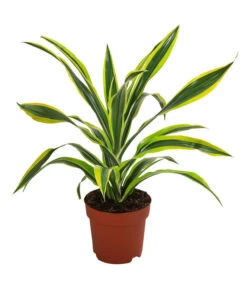 Drachenbaum - Dracaena Fragrans 'Lemon Lime'