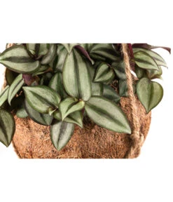 Kokodama-Ampel Dreimasterblume - Tradescantia Zebrina -Garten Und Außenbereich 8501579 WE DE 001 KokodamaTradescantiaZebrinaPinkJoyT15 DehnerExpressHerzig