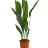 Schusterpalme - Aspidistra Elatior