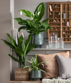 Schusterpalme - Aspidistra Elatior -Garten Und Außenbereich 8504326 WE MO 001 Schusterpalme